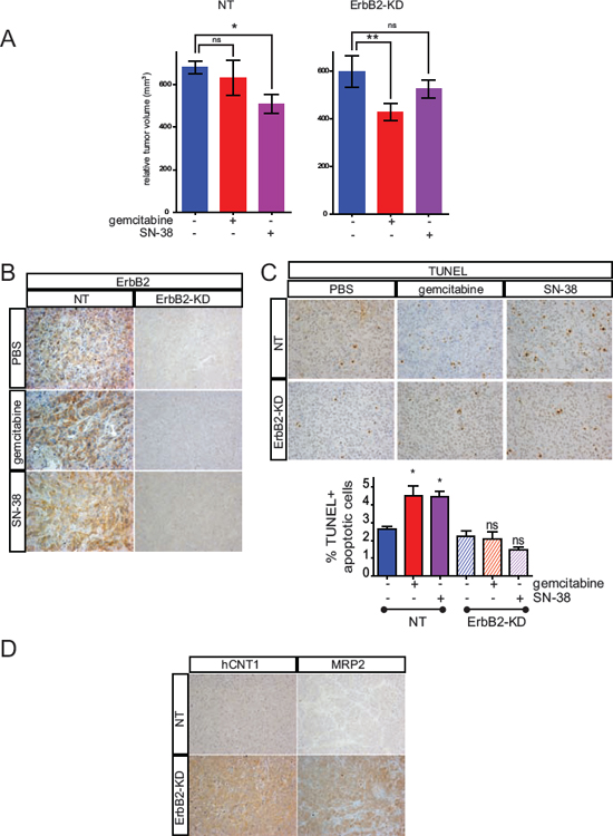 Loss of ErbB2 mediates chemosensitivity to gemcitabine and SN-38 resistance in vivo.