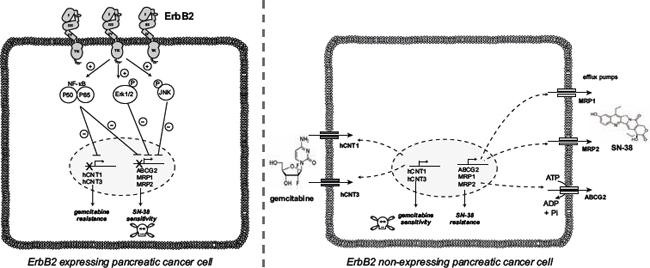 Proposed ErbB2-dependent mechanisms of PDAC cell chemosensitivity to gemcitabine and SN-38.
