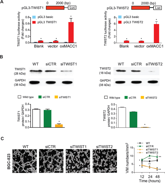 MACC1 increases TWIST1/2 transcriptional activity in BGC-823 cells.