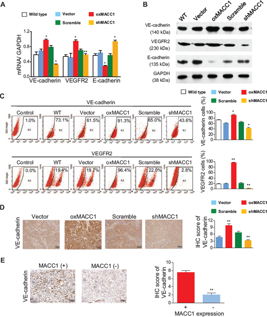 Effect of MACC1 on expression of VE-cadherin, VEGFR2, and E-cadherin.