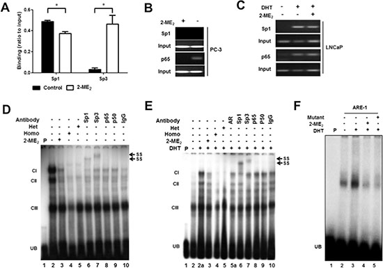 Sp1, Sp3 and NF&#x03BA;B bind to the endogenous c-FLIP promoter.