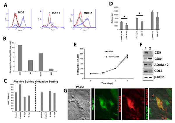 Expression and functions of CD9 in BCCs.