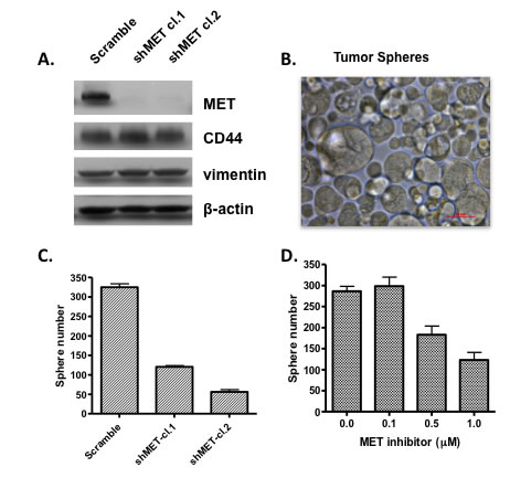 Inhibiting c-Met expression or activity prevents growth of tumor spheres.