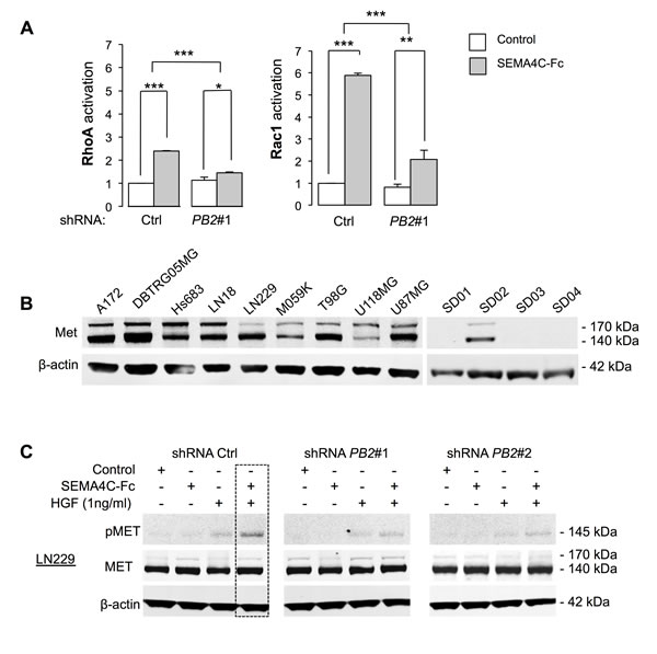 Plexin-B2 stimulation activates small GTPases RhoA and Rac1 and synergizes with HGF in Met phosphorylation.