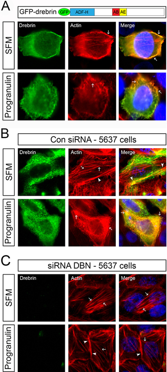 Drebrin is critical for progranulin-mediated F-actin remodeling.