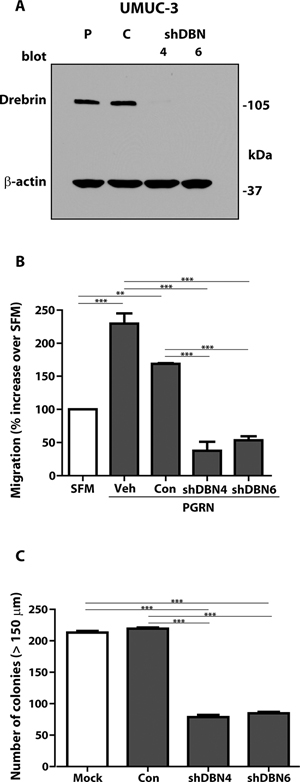 Stable depletion of endogenous drebrin in tumorigenic UMUC-3 urothelial cancer cells inhibits motility and anchorage-independent growth.