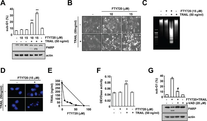 FTY720 sensitizes Caki cells to TRAIL-mediated apoptosis.