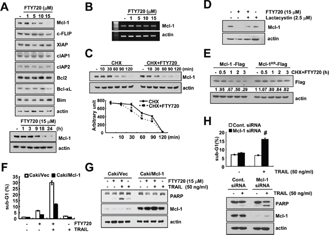 The down-regulation of Mcl-1 by FTY720 is associated with the induction of TRAIL-mediated apoptosis.