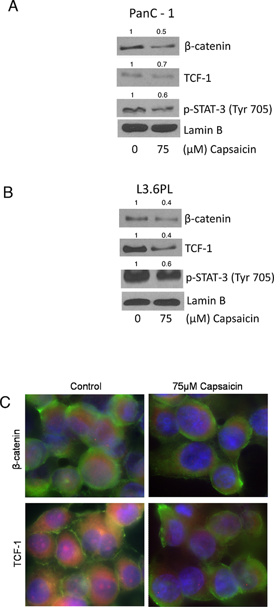 Effect of capsaicin in nuclear localization of &#x03B2;-catenin, TCF-1 and p-Stat-3(Tyr 705).