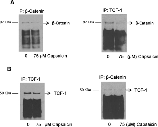 Capsaicin treatment disrupts nuclear &#x03B2;-catenin and TCF-1 complex.