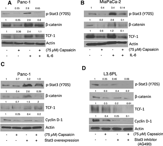 Effect of capsaicin on IL-6, Stat-3 inhibitor and Stat-3 over-expression plasmid.