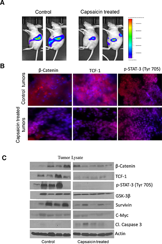 Capsaicin inhibits the growth of orthotropic pancreatic tumor by inhibiting &#x03B2;-catenin/TCF-1 signaling.