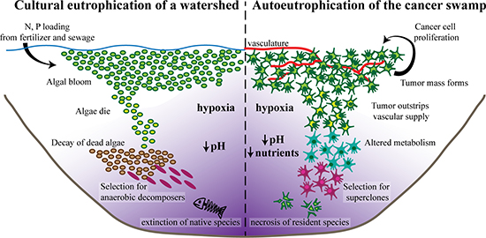Autoeutrophication of the hypoxic, nutrient-poor, and acidic &#x201C;cancer swamp&#x201D;.