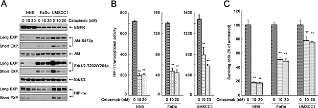 Effective inhibition of the cell signaling pathways downstream of EGFR and inhibition of HIF-1 transcriptional activity by cetuximab do not necessarily lead to successful inhibition of cell proliferation.