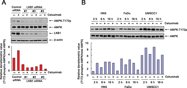 Transient activation of AMPK after cetuximab treatment in different HNSCC cell lines.