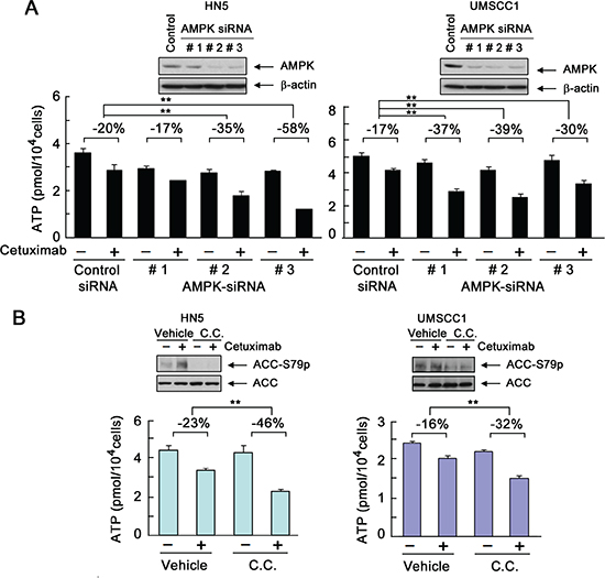 Transient activation of AMPK counteracts cetuximab-induced decline in intracellular ATP level.