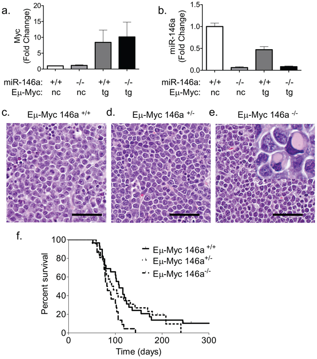 miR-146a deficiency causes increased mortality in E&#x03BC;-Myc mice.