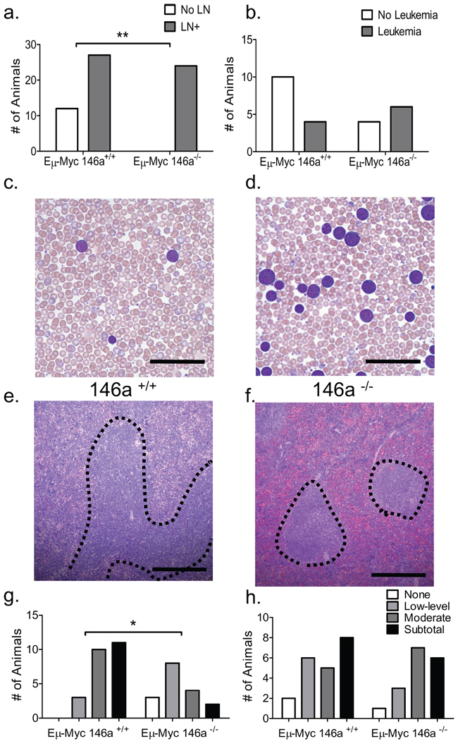 miR-146a deficient tumors show a differential pattern of anatomic involvement.