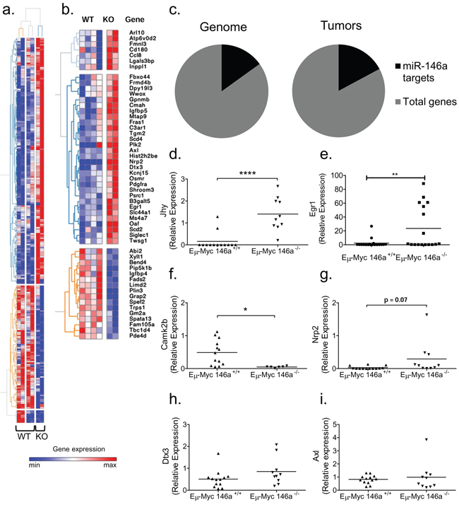 Gene expression analyses of E&#x03BC;-Myc driven tumors with miR-146a deficiency.