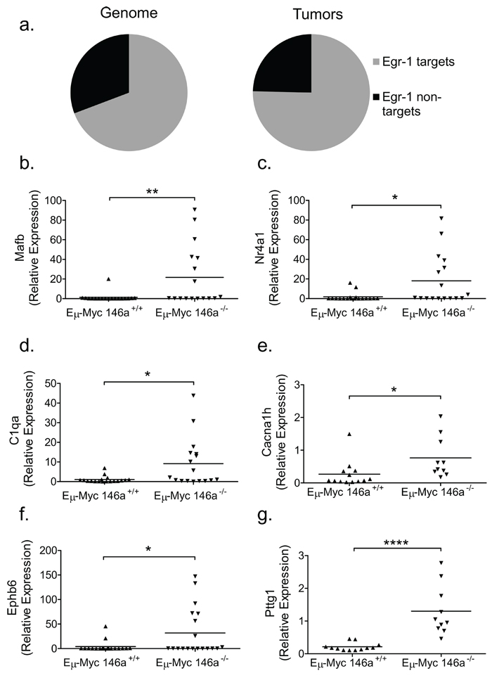 Genes with EGR1 transcription factor binding sites are enriched in E&#x03BC;-Myc driven tumors with miR-146a deficiency.