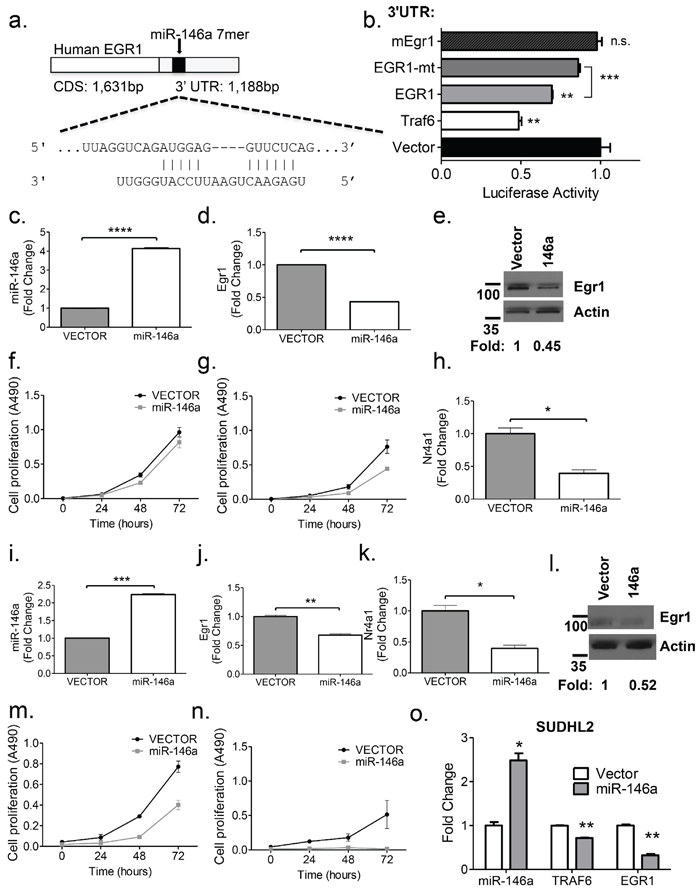 Egr1 is regulated by miR-146a.