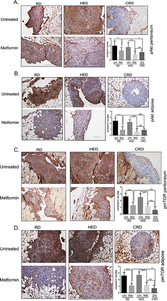 Metformin (Met) inhibited pAKT and pmTOR.