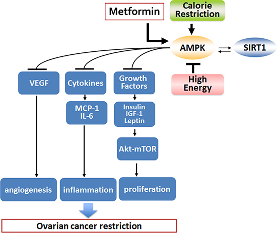 Proposed mechanism of metformin effect on ovarian cancer.