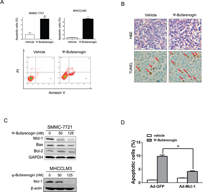 &#x03C8;-Bufarenogin promotes hepatoma cell apoptosis.