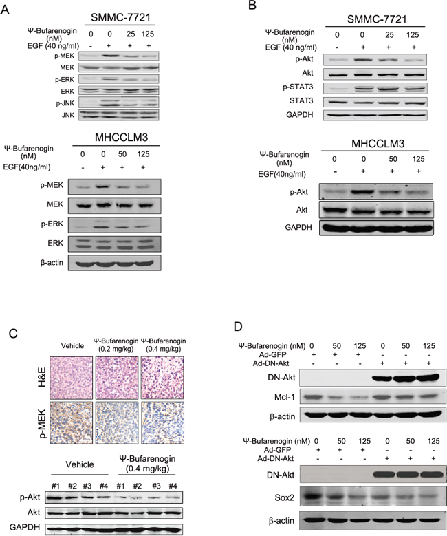 &#x03C8;-Bufarenogin suppresses Raf/MEK/ERKs and PI3-K/Akt cascades.