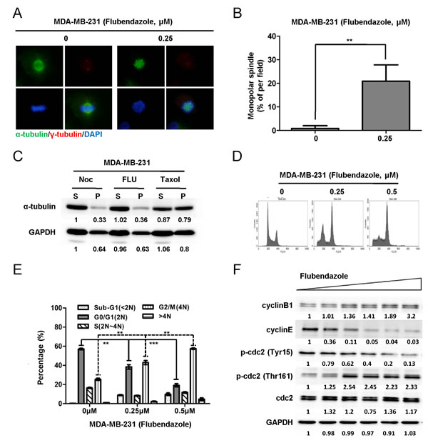 Flubendazole arrests cell cycle at G2/M phase and induces monopolar spindle formation through inhibiting tubulin polymerization in breast cancer cells.