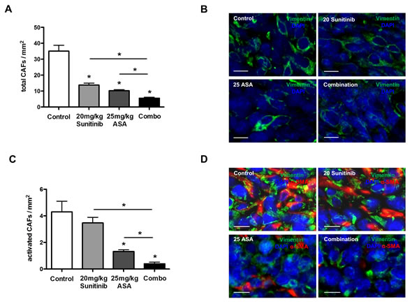 Cox-2 inhibition reduces tumor infiltration with activated cancer-associated fibroblasts.