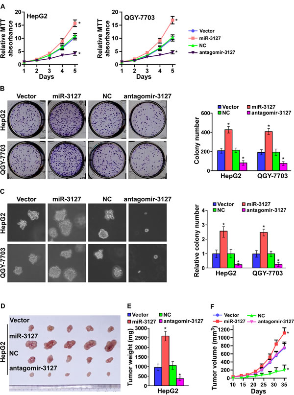 MiR-3127 upregulation promoted HCC cell proliferation