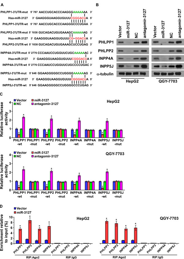 MiR-3127 promoted the PI3K/AKT signaling pathway by targeting