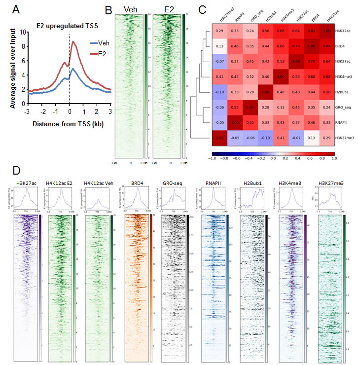 H4K12ac correlates with BRD4 binding in estrogen-induced transcription.