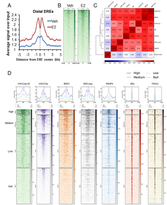 H4K12ac correlates with BRD4 binding in estrogen-induced enhancer function.