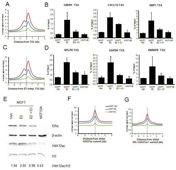 H4K12ac depends upon ER&#x3b1; activity.