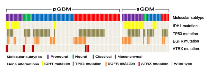 Distribution of molecular subtypes and genetic alteration signatures in pGBM and sGBM.