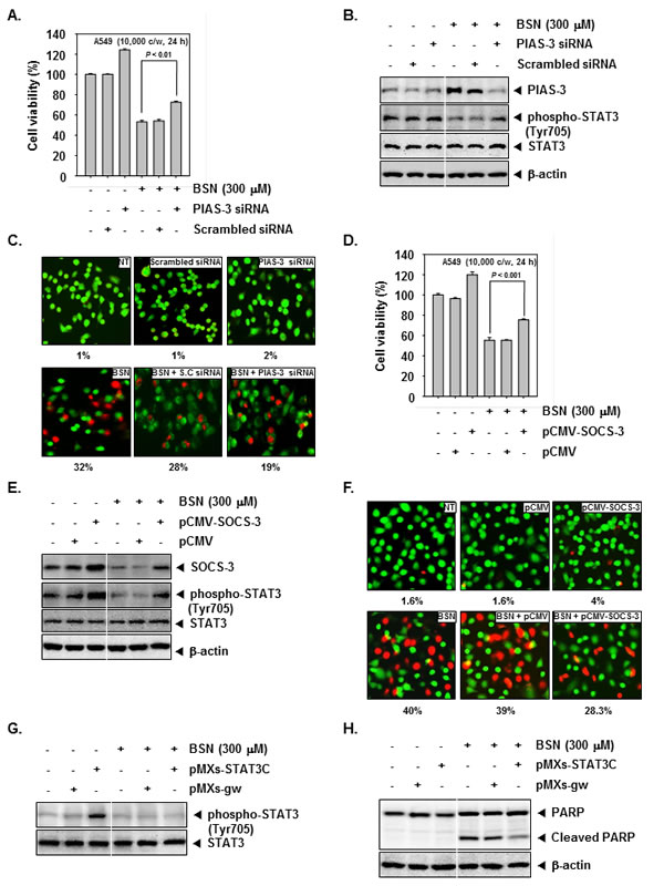 FIGURE 3: Silencing of PIAS-3 and ectopic expression of SOCS-3 in BSN-treated cells reverse the effect of BSN on STAT3 activation and cell viability.