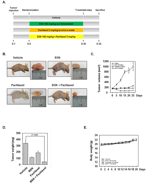 FIGURE 6: BSN potentiates the antitumor effects of paclitaxel in NSCLC xenograft mouse model.