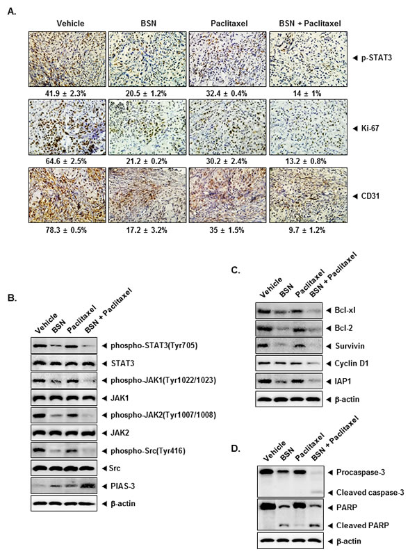 FIGURE 7: BSN enhances the effect of paclitaxel against the expression of markers of proliferation and angiogenesis in lung cancer tissues.