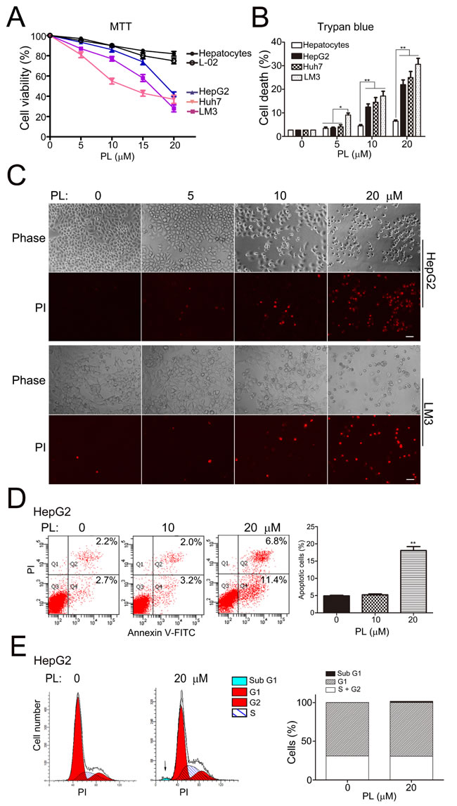 Piperlongumine selectively killed HCC cells but not normal hepatocytes.