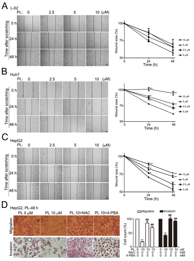 Figure. 2: Piperlongumine selectively suppressed HCC cell migration or invasion