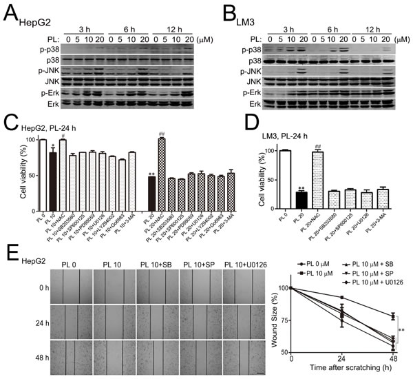 Piperlongumine activated MAPKs to suppress HCC cell migration preferentially.