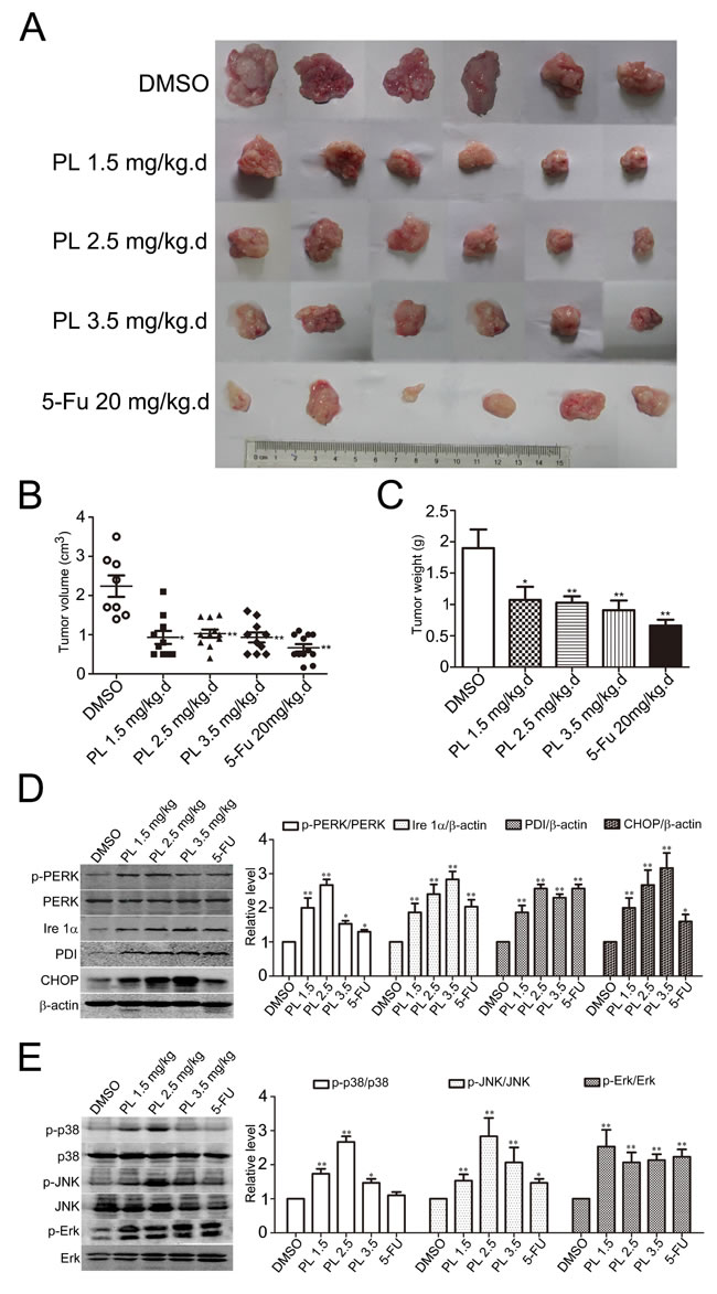 Piperlongumine suppressed HCC development and activated ER-MAPKs-CHOP signaling pathway.