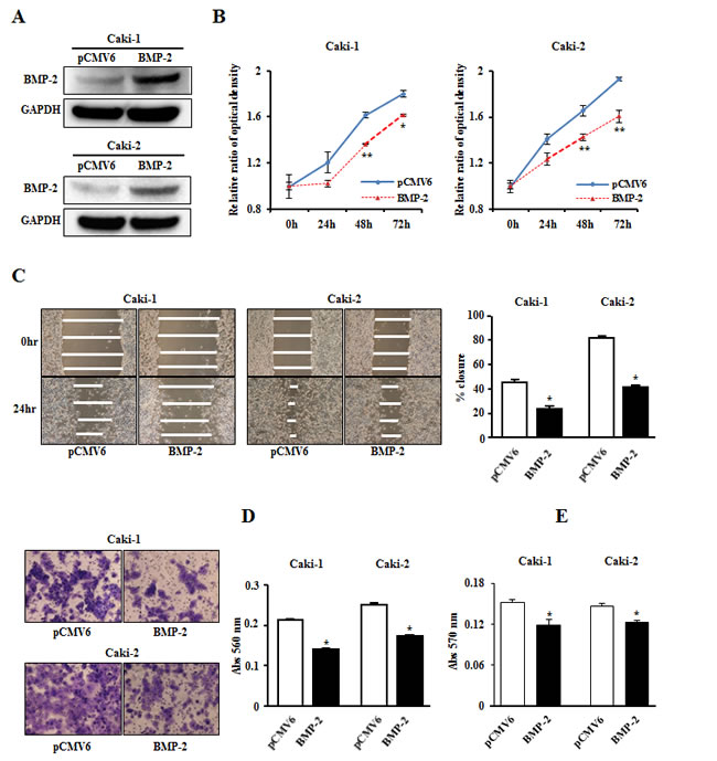 Effects of BMP-2 overexpression on cell proliferation, migration, invasion, and colony-formation.