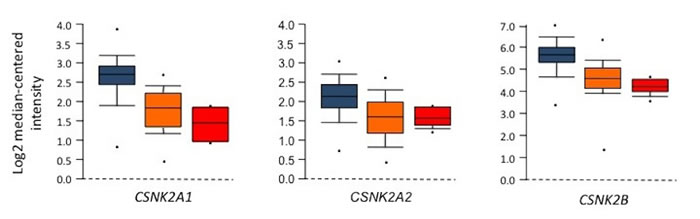Gene expression data for CK2 subunits in FL, BL and DLBCL.