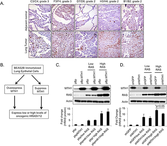 Generation of MTH1/HRASV12 BEAS2B cell lines used in this study.