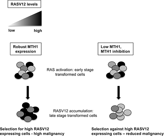 Schematic of MTH1 effects on RASV12-expressing cells.