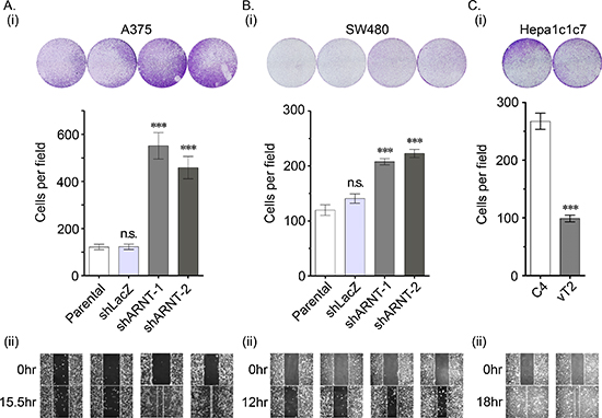 Loss of ARNT increases tumor cell migration (A&#x2013;C) The migration properties of A375 (A),
