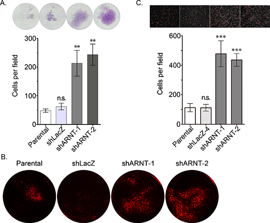 Loss of ARNT increases tumor cell invasion.